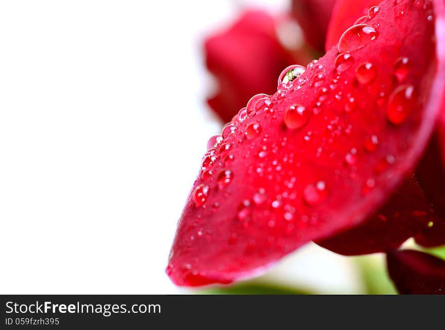 macro water drops on rose petals. macro water drops on rose petals