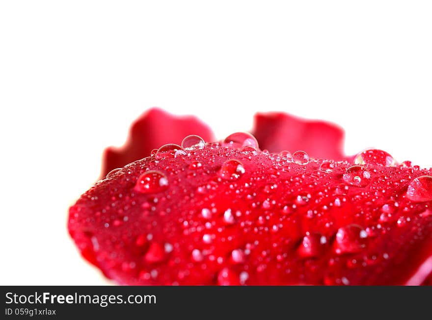 macro water drops on rose petals. macro water drops on rose petals