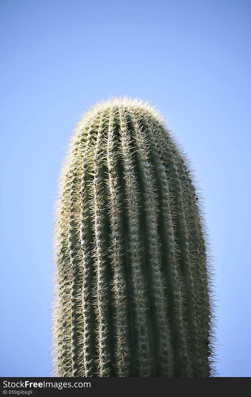 Saguaro cactus silhouetted against the blue sky