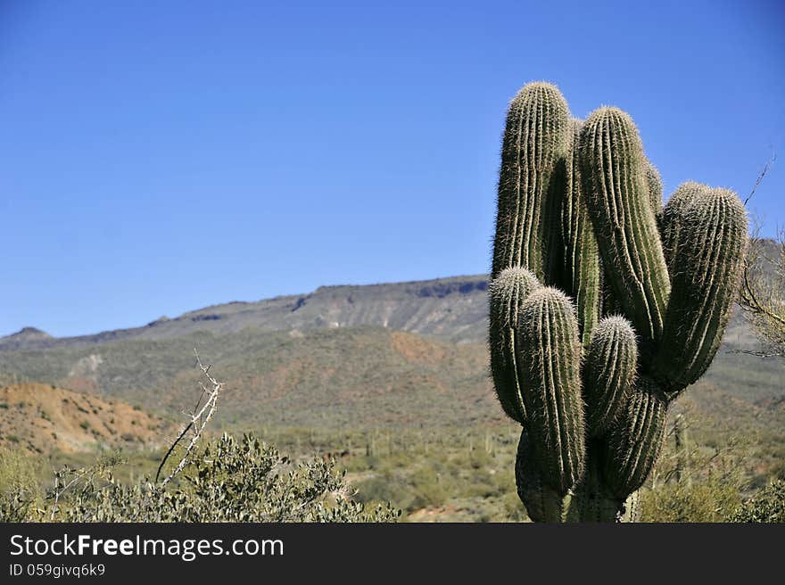 Mountains of Saguaro cactus in the foreground