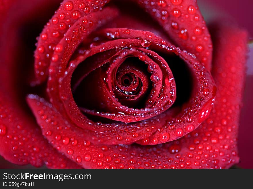 Macro image of dark red rose with water droplets. Extreme close-up with shallow dof.