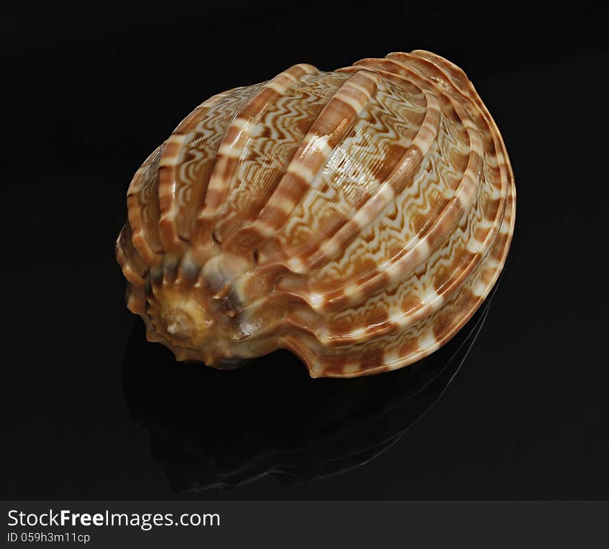 Seashell on a black background