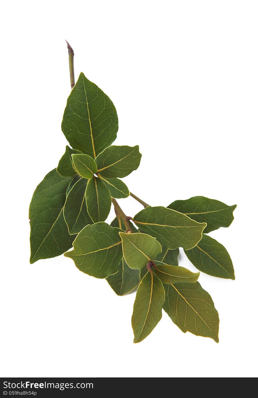 Fresh branch of laurel isolated on white