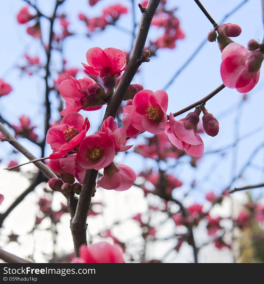 Spring Cherry Blossoms In Full Bloom