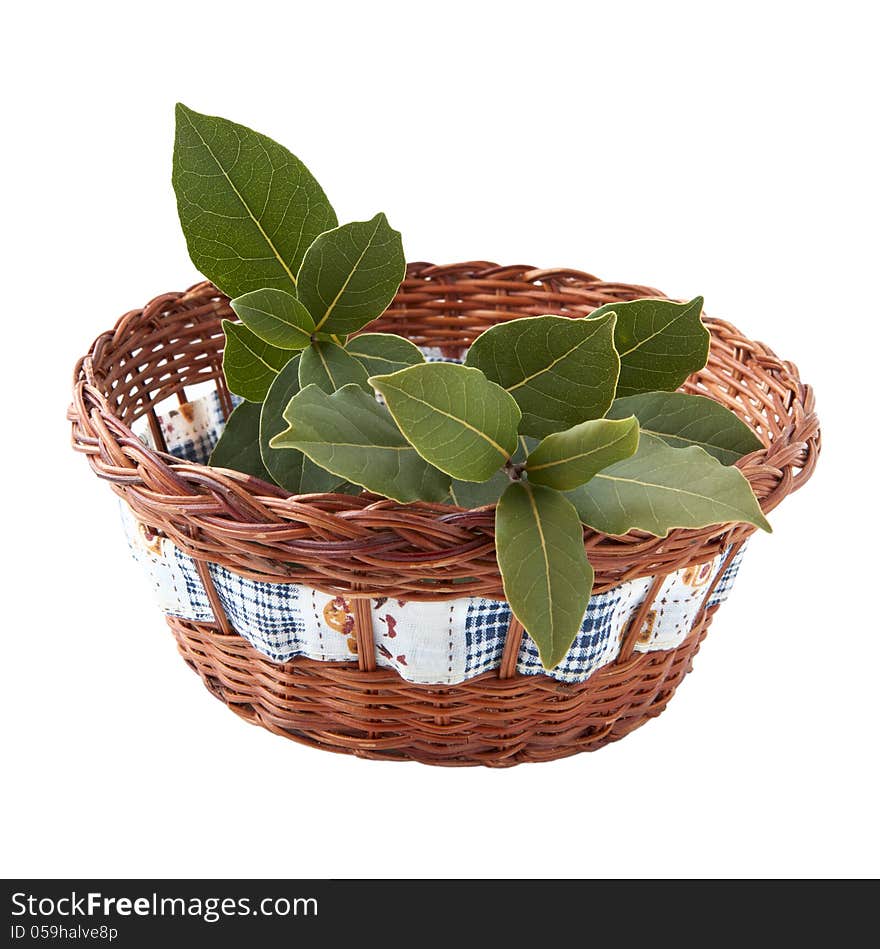 Fresh branch of laurel in the basket isolated on white