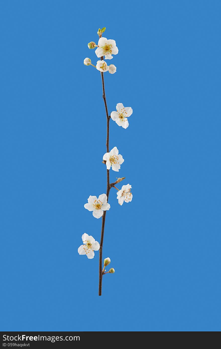 Spring cherry white blossoms in full bloom on blue background. Spring cherry white blossoms in full bloom on blue background