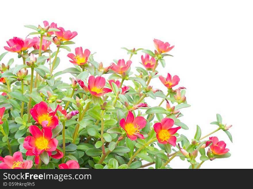 Portulaca