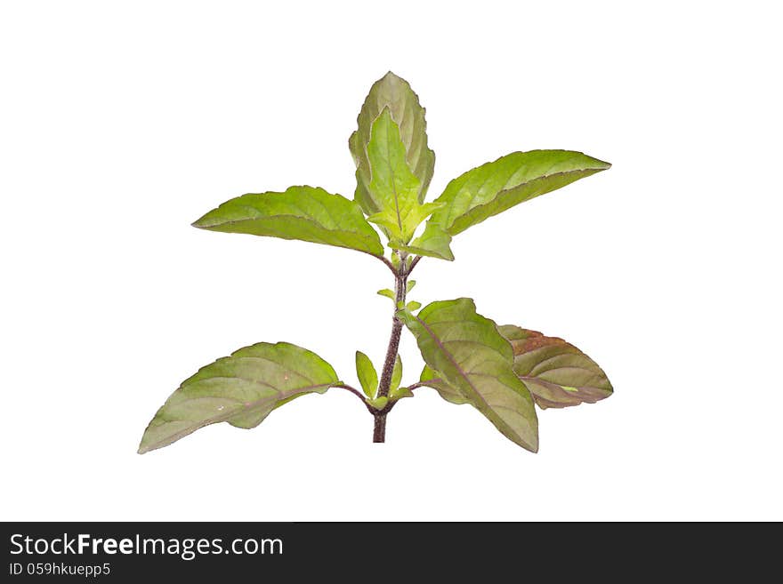 Holy Basil isolated on white background. Holy Basil isolated on white background