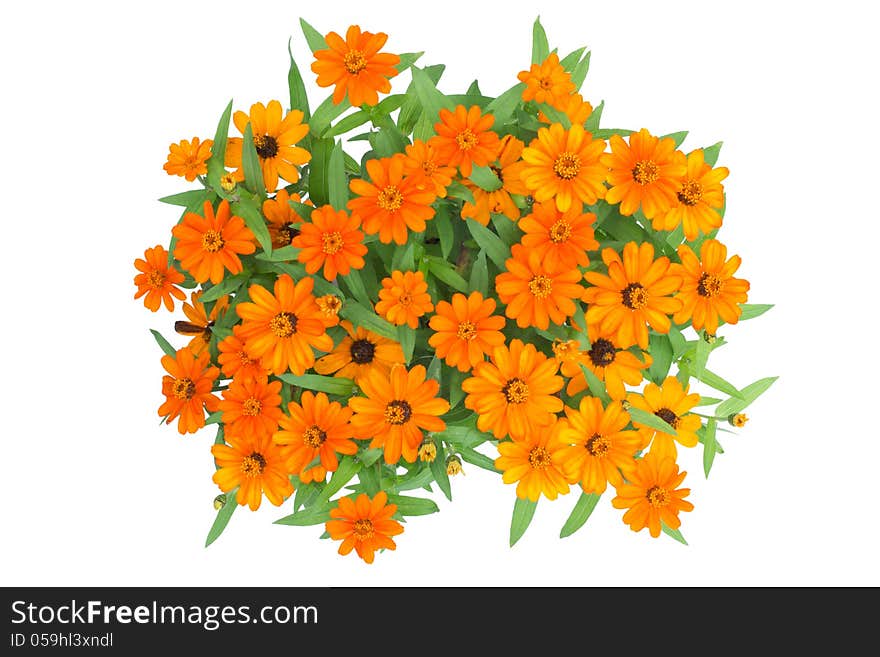 Blooming Zinnias isolated on white background