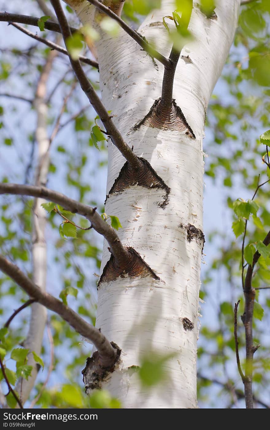 Birch tree in spring. White trunk with branches. Birch tree in spring. White trunk with branches