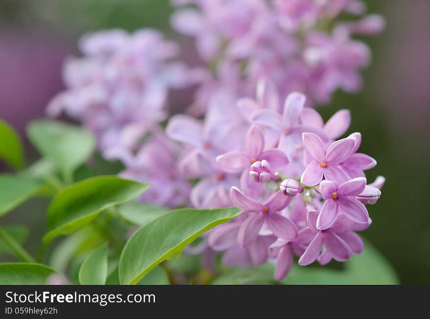 Blooming lilac bush