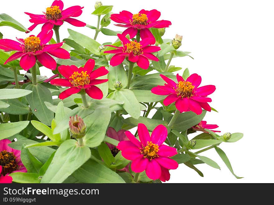 Blooming Zinnias isolated on white background