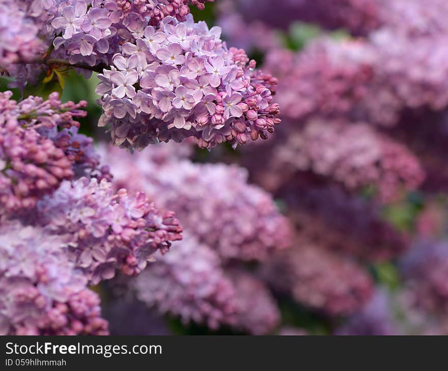 Lush lilac bush