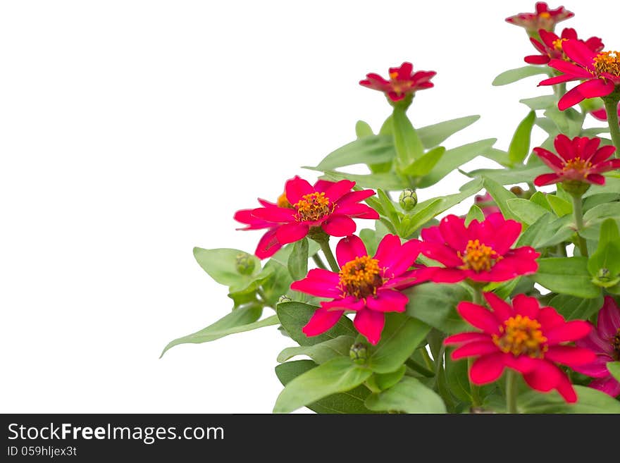 Blooming Zinnias isolated on white background