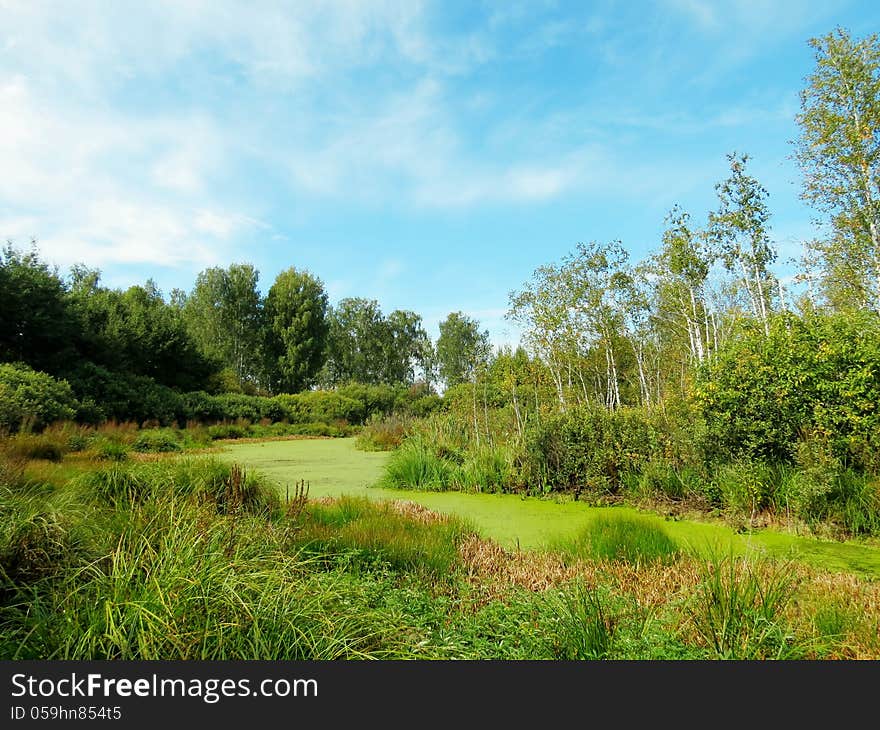 The autumn bog is in forest-steppes of Altai. The autumn bog is in forest-steppes of Altai