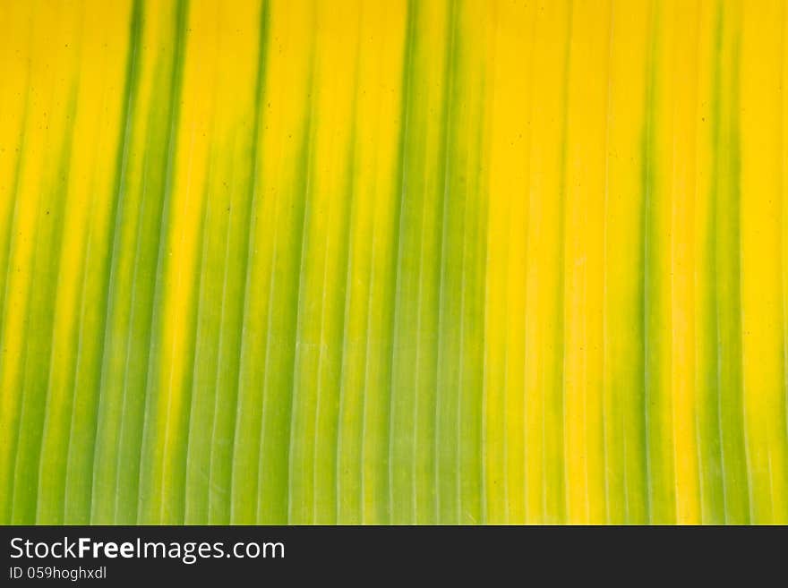 Yellow and green banana leaf background