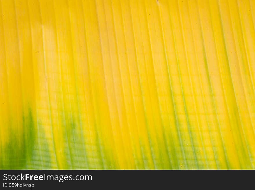 Yellow and green banana leaf background