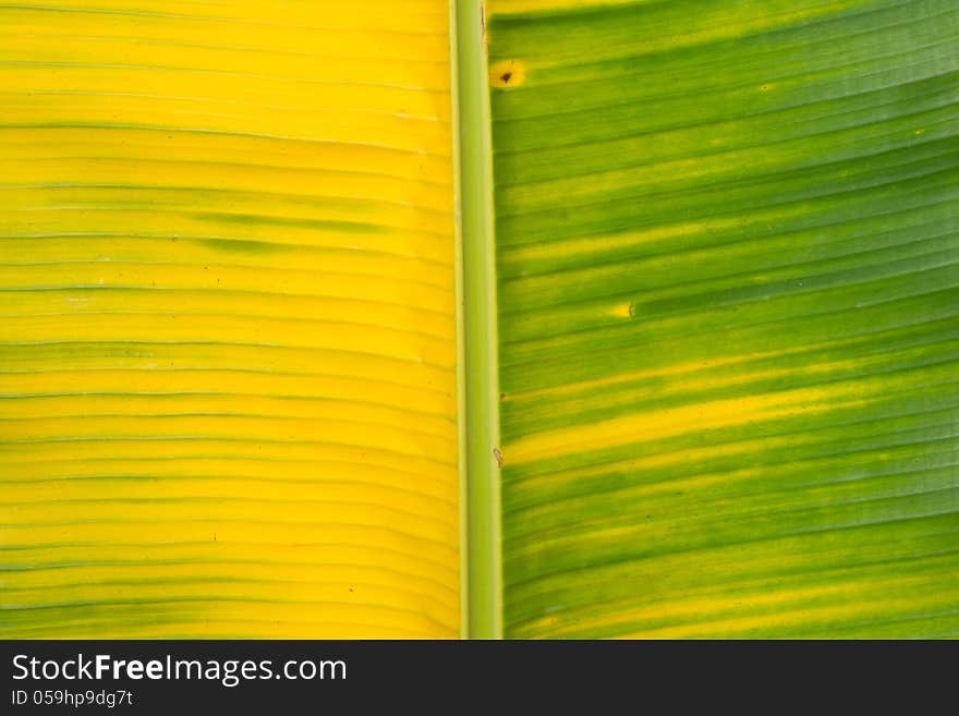 Yellow and green banana leaf background