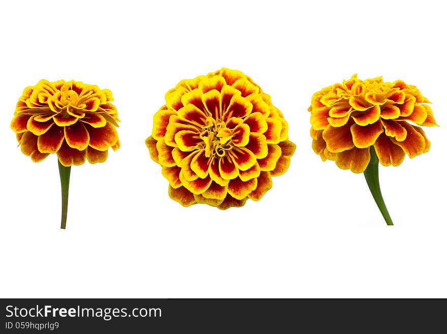 French Marigolds blooming isolated on white background