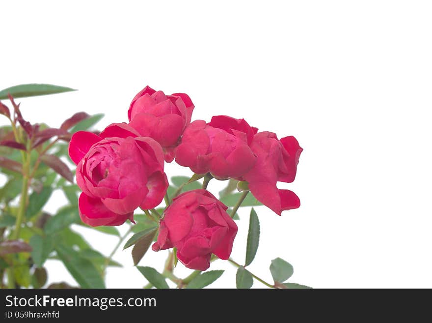 Fairy Rose isolated on white background