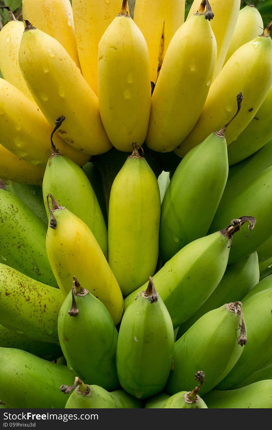 Bananas raw and ripe background