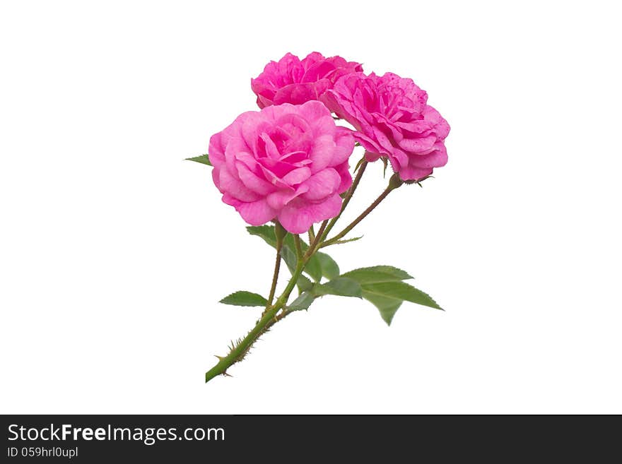 Fairy Rose isolated on white background