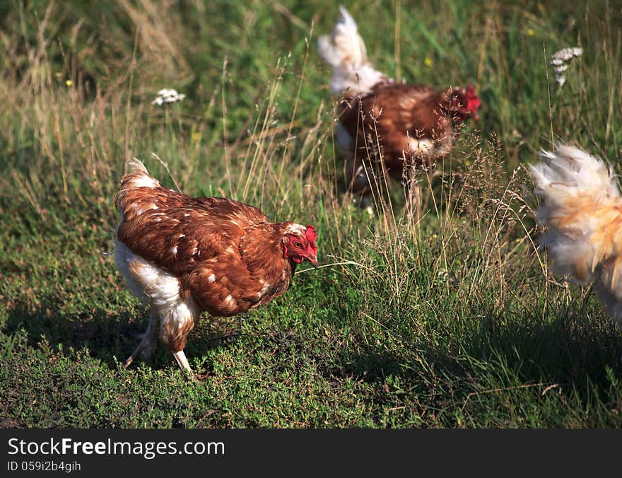 Chickens Walk On The Grass.