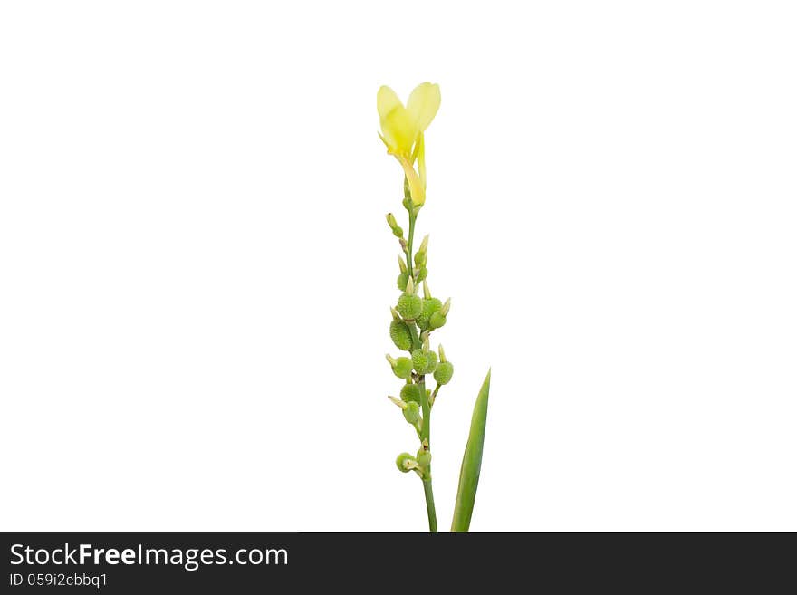 Pink Yellow Canna flowers isolated on white background