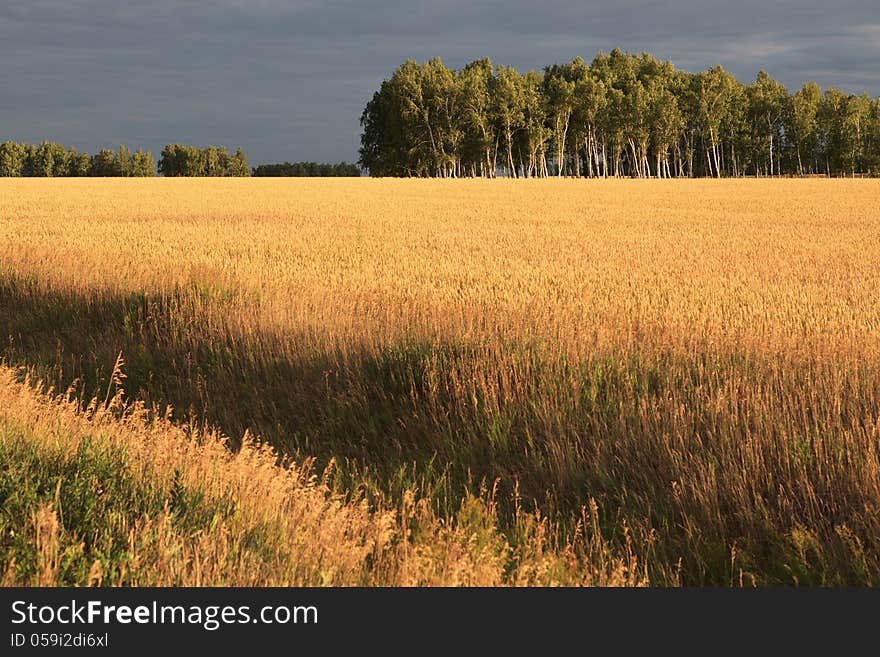 Field of ripe wheat.