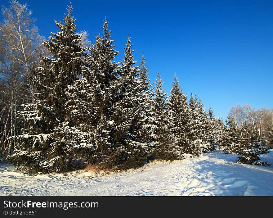 Beautiful winter forest. Frost on the trees.