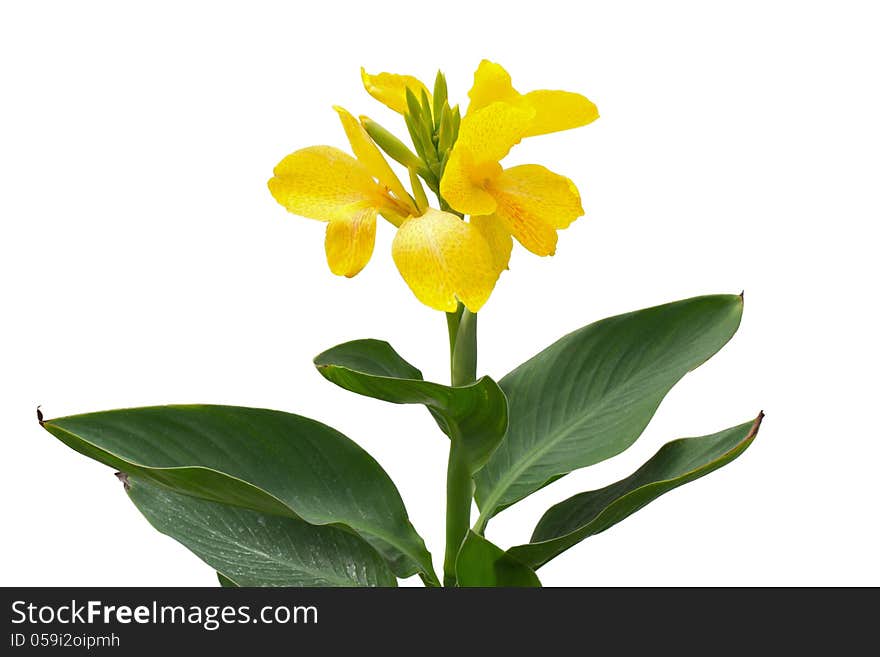 Pink Yellow Canna flowers isolated on white background