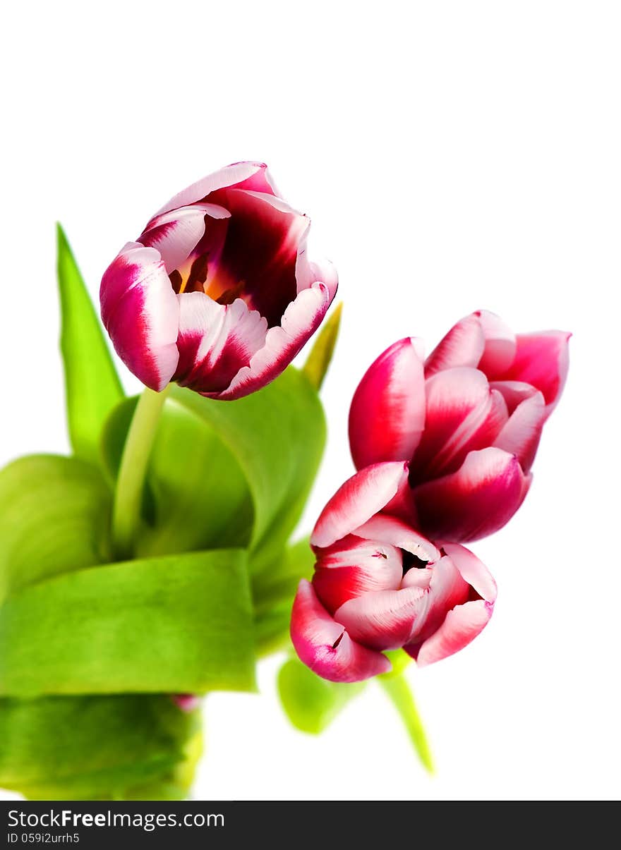 Three spring tulips on a white background