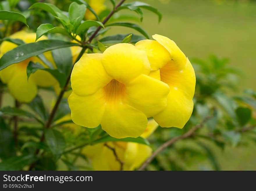 Close up of Allamanda cathartica flower