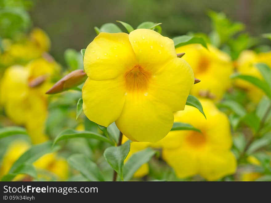 Close up of Allamanda cathartica flower