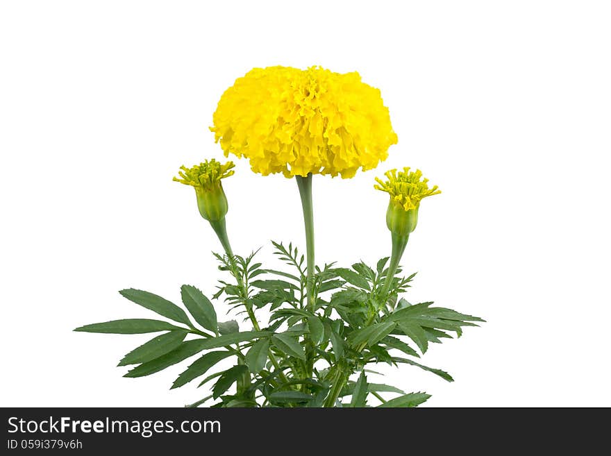 Marigold on tree isolated on white background