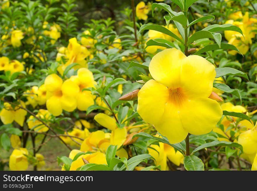 Close up of Allamanda cathartica flower