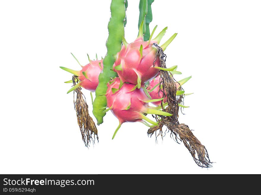 Dragon fruit hanging on tree isolated on white background