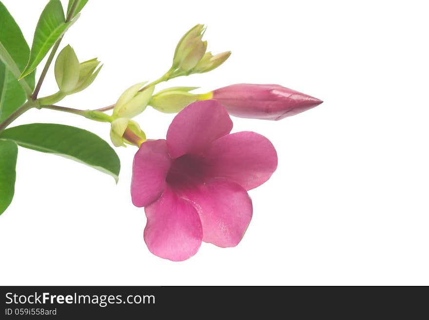 Violet Allamanda isolated on white background