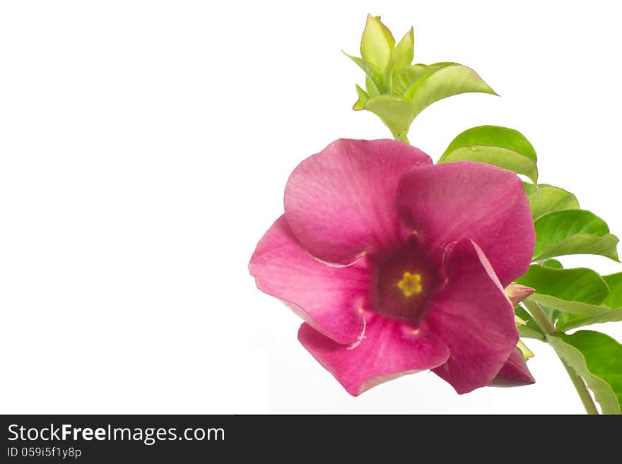 Violet Allamanda isolated on white background