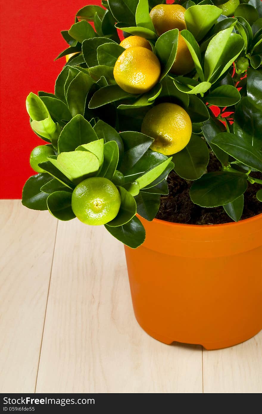 Citrus calamondin with ripening fruits, red background