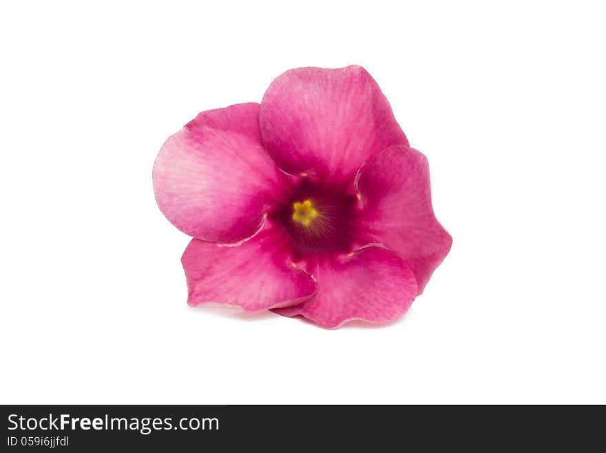 Violet Allamanda isolated on white background