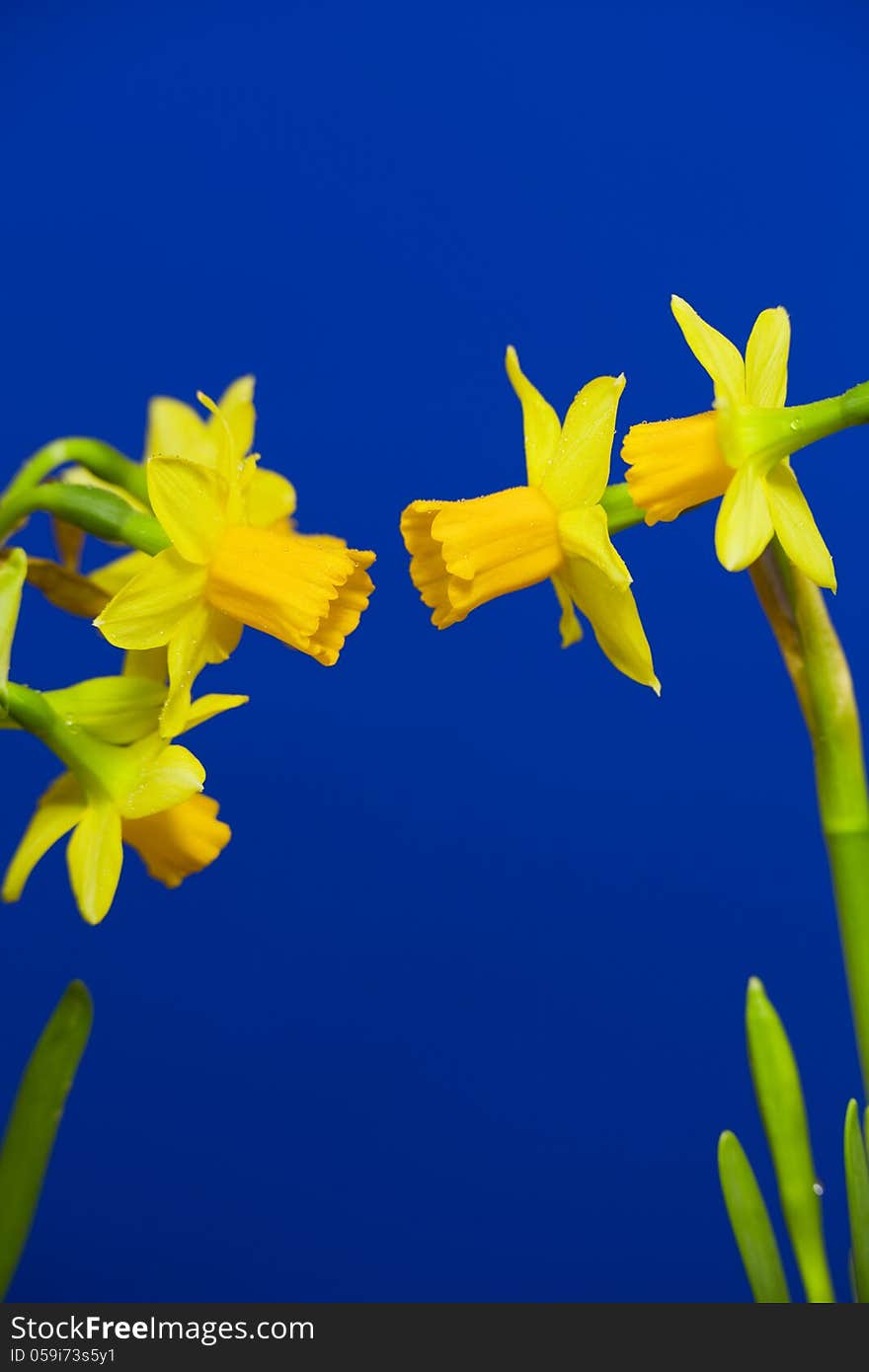 Yellow daffodils, bulbous plant, blooms in early spring. On a blue background. Yellow daffodils, bulbous plant, blooms in early spring. On a blue background