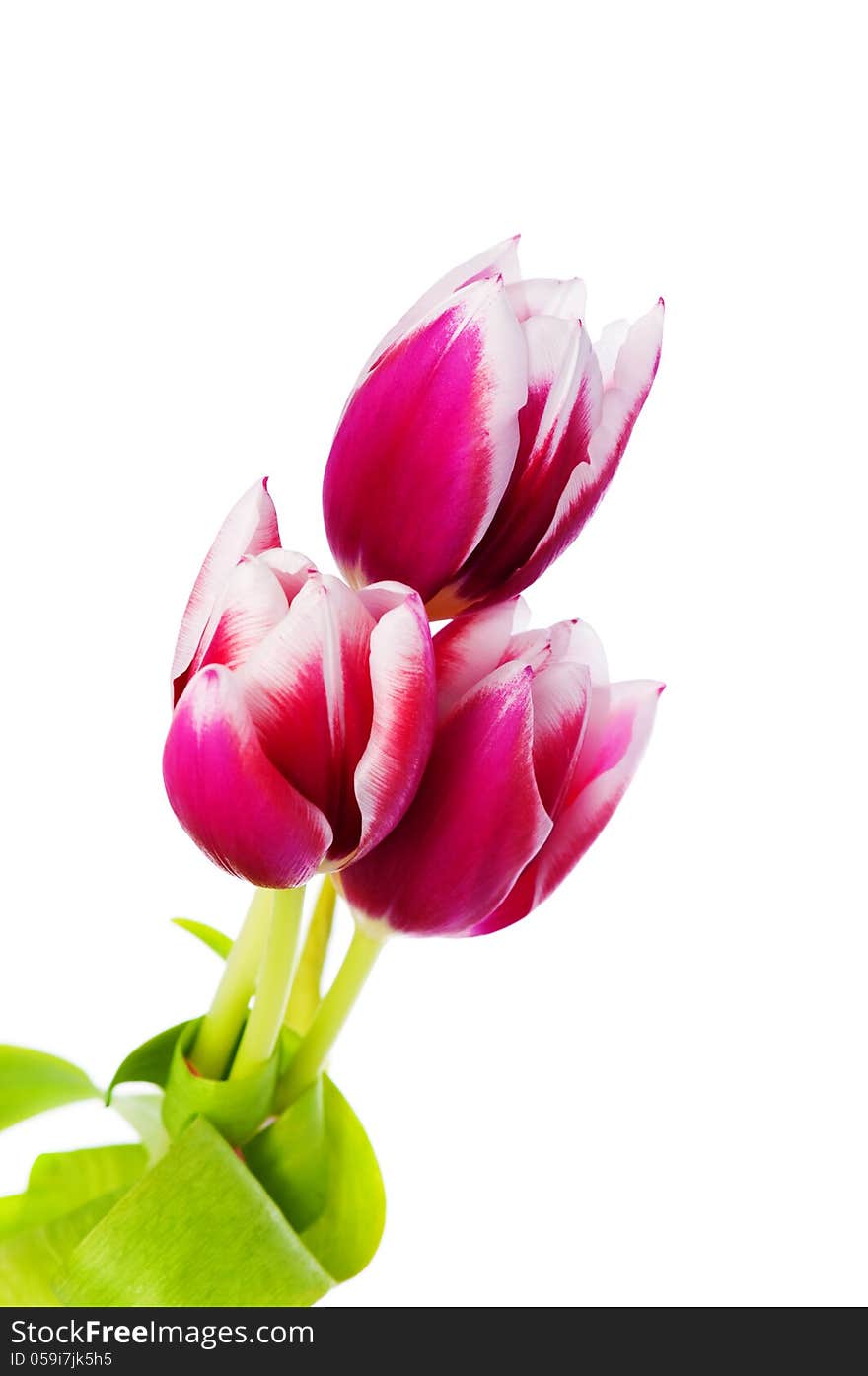 Three spring tulips on a white background