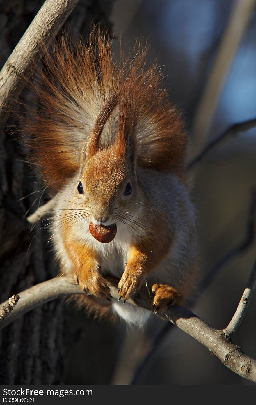 Red squirrel with a nut on a branch