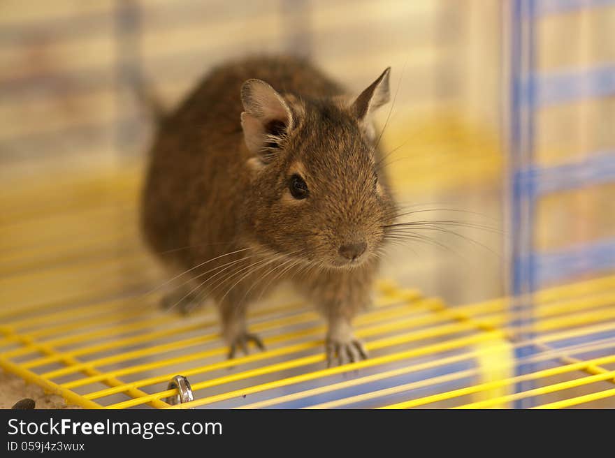 Cute Degu On The Cage Bars