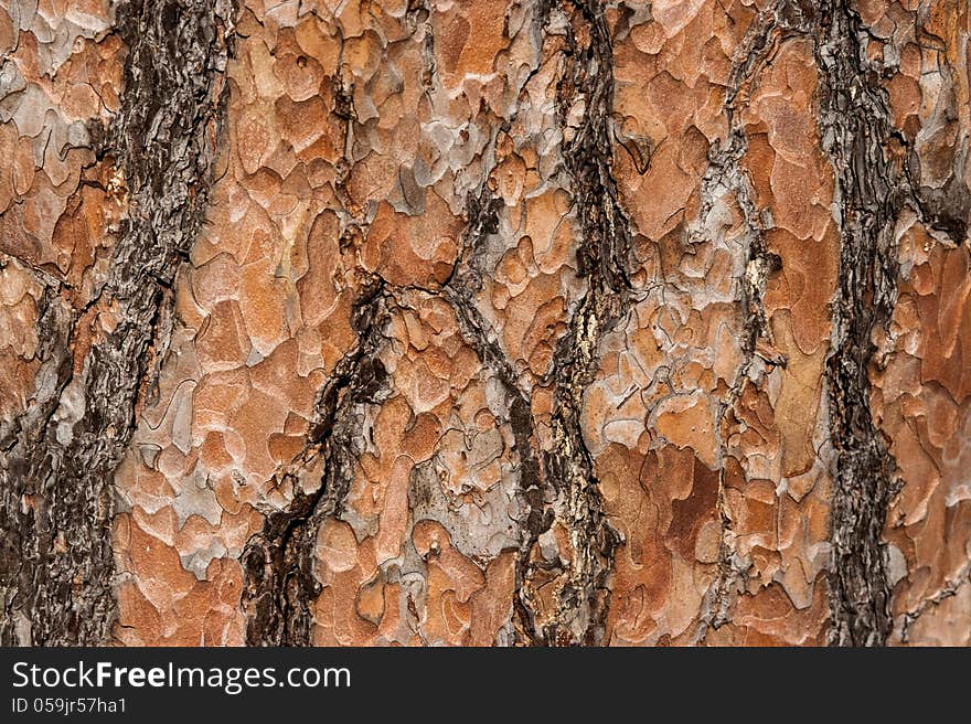 A closeup of a bark of pine tree, pinus sylvestris. A closeup of a bark of pine tree, pinus sylvestris