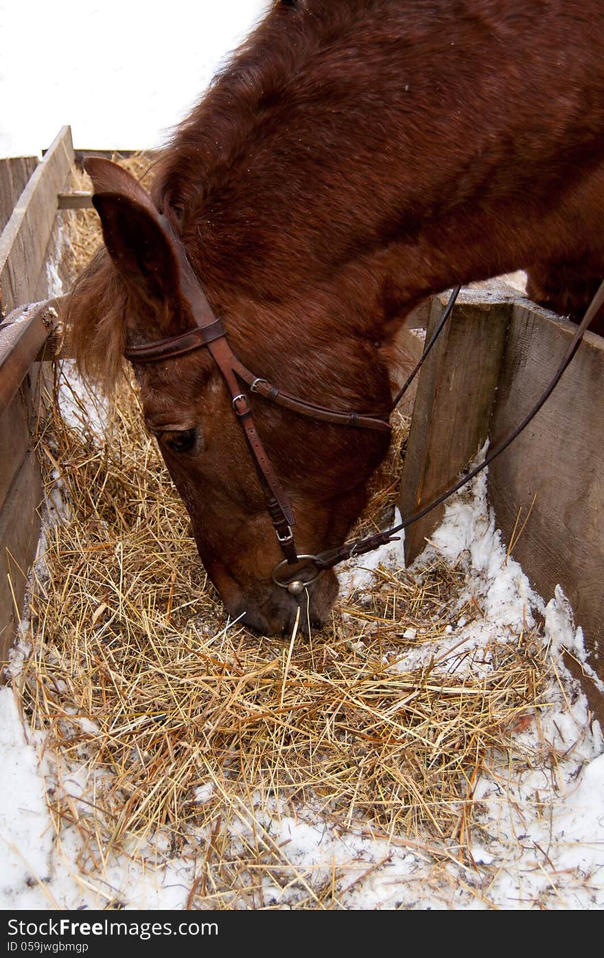 Brown horse eating grass with the zoom on head