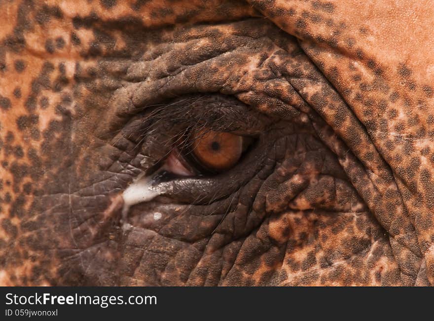 Brown Elephant eye with teardrop, Thailand, Asia. Brown Elephant eye with teardrop, Thailand, Asia