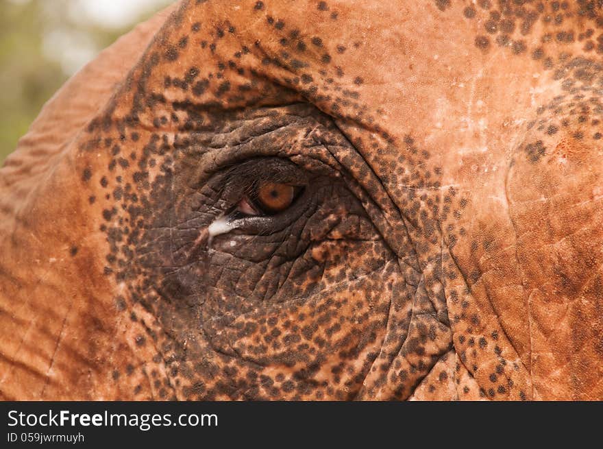 Brown Elephant eye with teardrop, Thailand, Asia