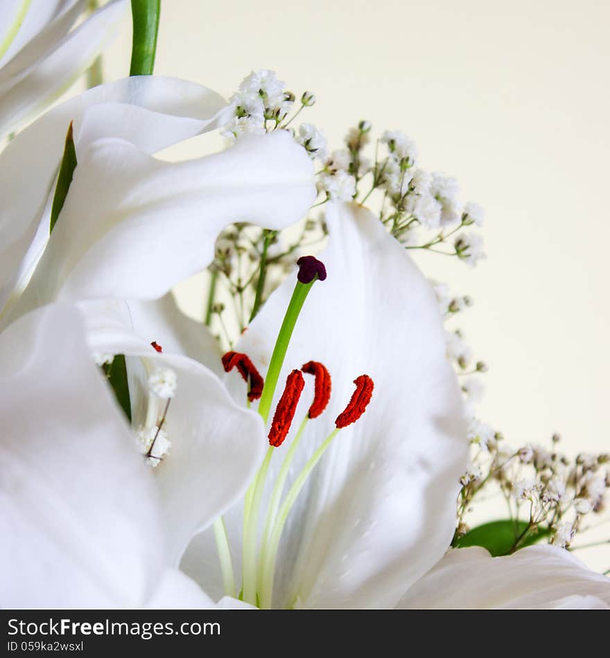 White Calla Lilly